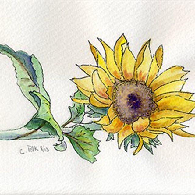 Sunflower